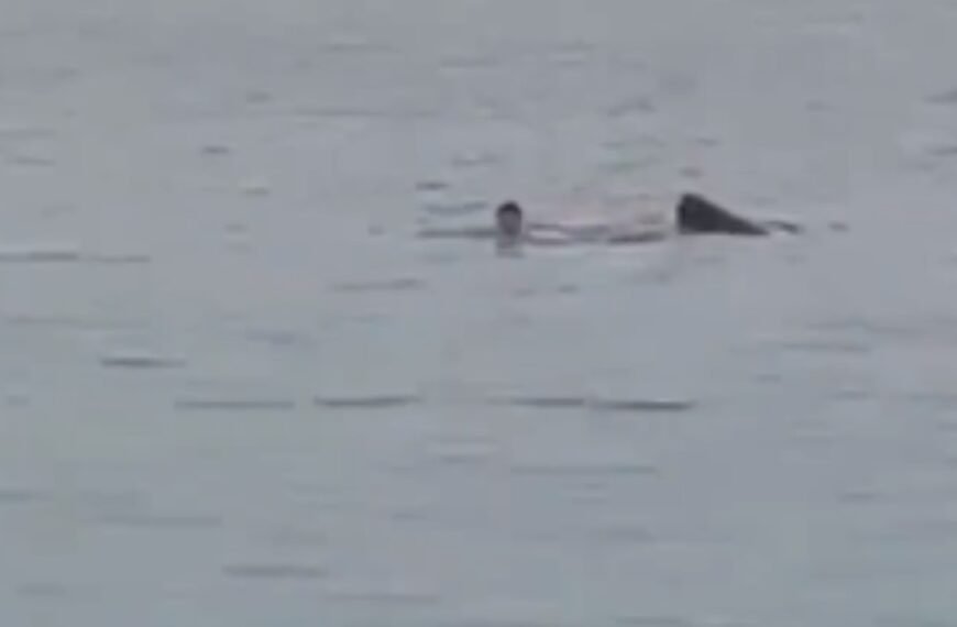 -VIDEO- El feroz ataque de un tiburón a un hombre que murió por las heridas