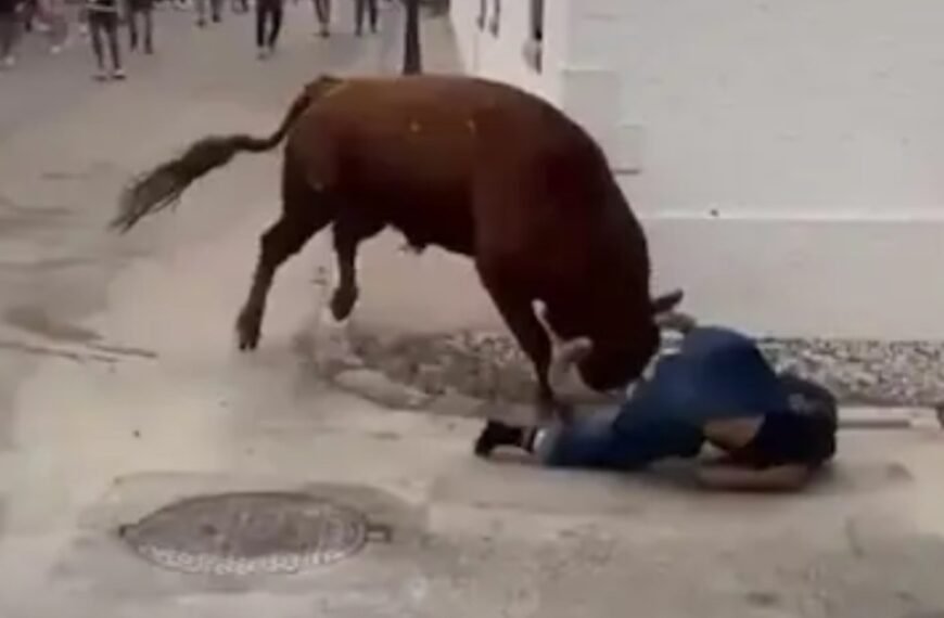 -VIDEO- Una joven se distrajo con el celular en una corrida y fue embestida por un toro en Madrid