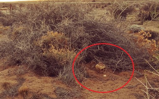 Se confirmó que el cráneo hallado en Las Heras es de una mujer, pero todavía no se pudo determinar su identidad