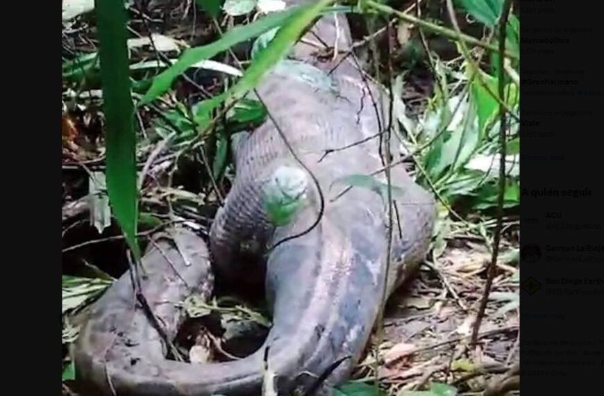 -VIDEO- Hallan a una mujer desaparecida en el estómago de una pitón de 5 metros
