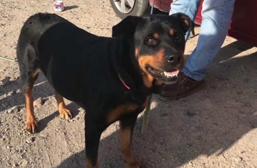 Una mujer de 85 años murió tras ser atacada por sus 3 perros Rottweiler en Guaymallén