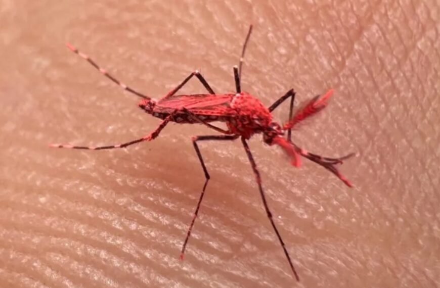 Liberan a los nuevos y extraños mosquitos «fluo» para combatir al dengue en Mendoza