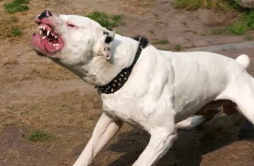 Inseguridad en Mendoza: vecinos se defienden de los delincuentes con perros dogos y escopetas