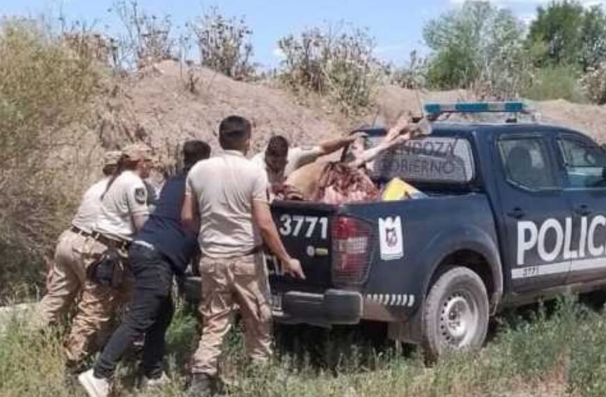 Decomisaron más de 350 kilos de carne de caballo para consumo humano en Luján