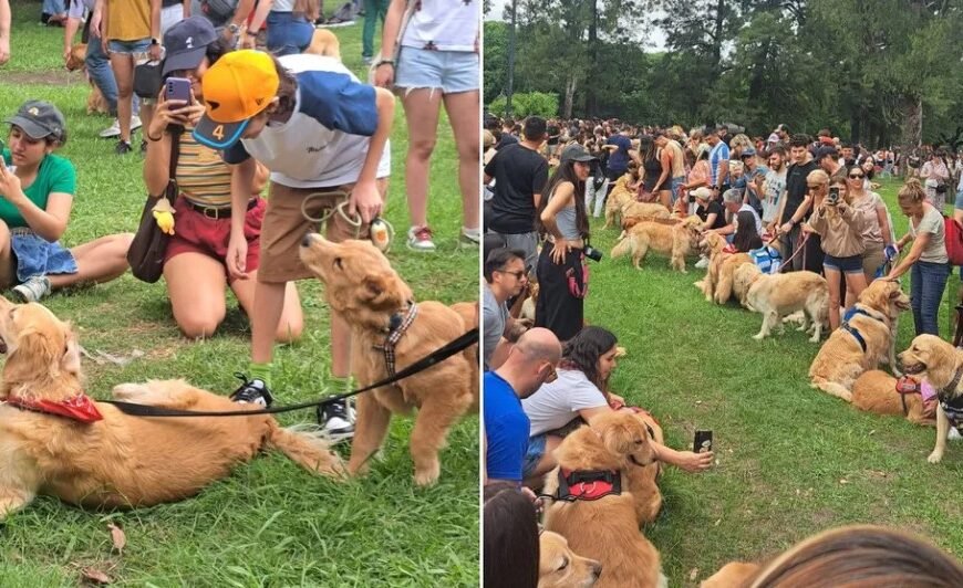 Argentina rompió el récord mundial de la juntada con más Golden retriever