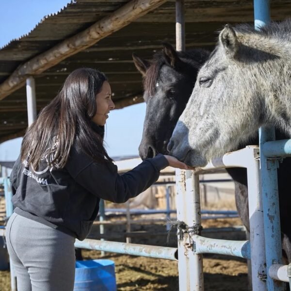 La Justicia dictó prisión efectiva para dos hombres que transportaban 900 kilos de carne equina