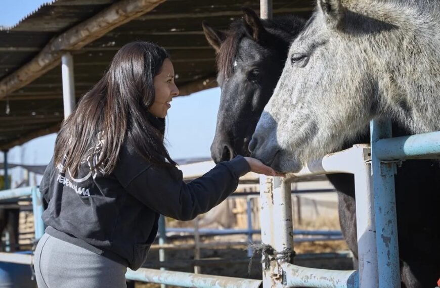 La Justicia dictó prisión efectiva para dos hombres que transportaban 900 kilos de carne equina