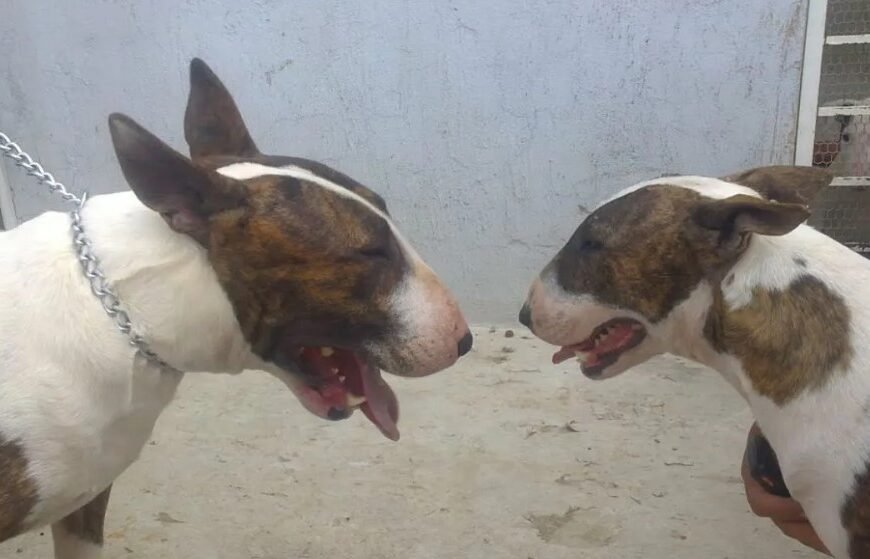 Tragedia en Puerto Madryn: un hombre murió desangrado intentando separar a sus perros