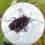Invasión de la «Chinche del Arce»: el insecto que ha copado casas y jardines en Mendoza