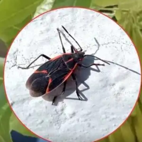 Invasión de la «Chinche del Arce»: el insecto que ha copado casas y jardines en Mendoza