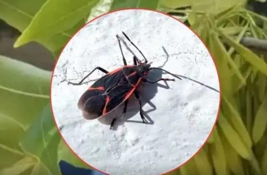 Invasión de la «Chinche del Arce»: el insecto que ha copado casas y jardines en Mendoza