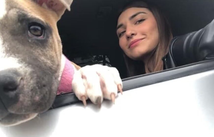 Una perra falleció de tristeza dos días después de que su dueña muriera en un accidente de tránsito