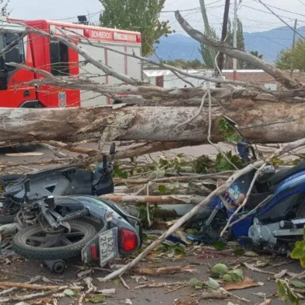 Un hombre murió y otro está grave tras la caída de un árbol por el viento Zonda en Las Heras