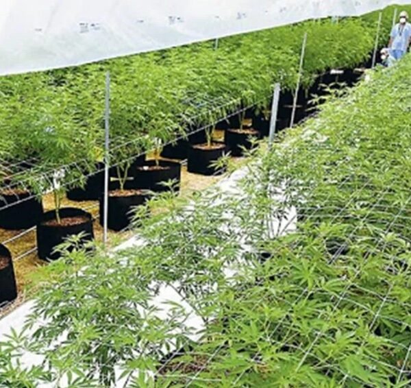 Los veterinarios podrán cultivar el cannabis medicinal para el tratamiento de animales