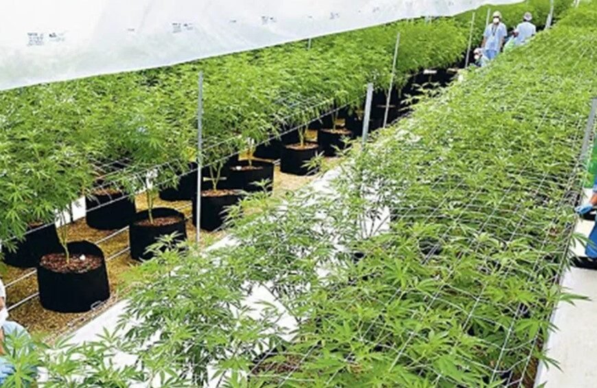 Los veterinarios podrán cultivar el cannabis medicinal para el tratamiento de animales
