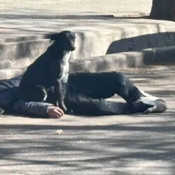 Un perro atacó a la policía para que no se acerquen a su dueño, que cayó borracho en la calle