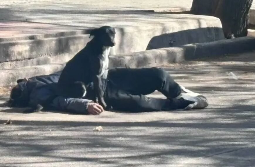 Un perro atacó a la policía para que no se acerquen a su dueño, que cayó borracho en la calle